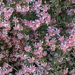 Symphyotrichum lateriflorum Flower