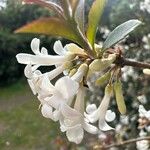 Osmanthus delavayi Floro