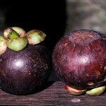 Garcinia mangostana 果實