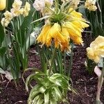 Fritillaria imperialis Elinympäristö