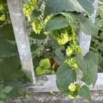 Humulus lupulusΦύλλο