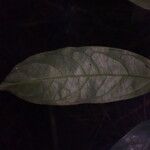 Heisteria parvifolia Leaf