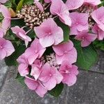 Hydrangea macrophyllaപുഷ്പം