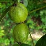 Carya glabra Fruit