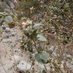 Brickellia californica Flower