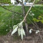 Halesia diptera Foglia