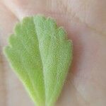 Plectranthus ornatus Leaf