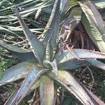 Aloe marlothii Yaprak