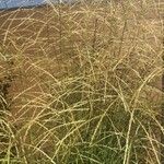 Eragrostis curvula Blad