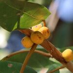 Ficus lutea Vrucht