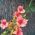 Campsis grandiflora Flor