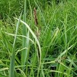 Carex ferruginea Leaf