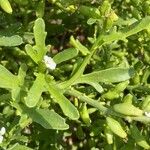 Cakile maritima 葉