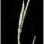 Paspalum urvillei Плід