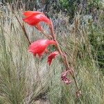 Gladiolus watsonioides Virág