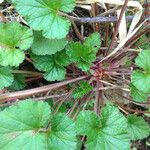 Pelargonium inodorum 整株植物