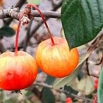 Malus baccata Frucht