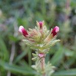 Parentucellia latifolia Flor