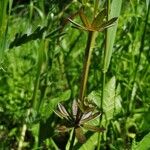 Asperula arvensis Leaf