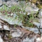 Poa bulbosa Flower