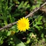 Calendula arvensisBlomst