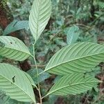 Ticodendron incognitum Hoja