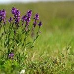 Polygala major Лист