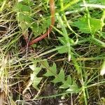 Taraxacum braun-blanquetii Leaf