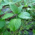 Rubus phyllostachys Diğer