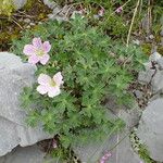 Geranium cinereum आदत