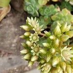Aeonium haworthii 花