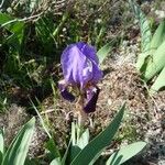 Iris lutescens Blüte