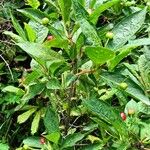 Lonicera alpigena Συνήθη χαρακτηριστικά