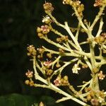 Anacardium excelsum Flor