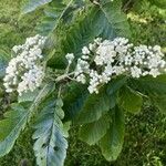 Sorbus intermediaКветка