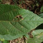 Duboscia macrocarpa Hoja