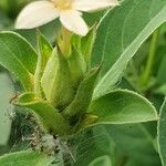 Barleria eranthemoides Flor