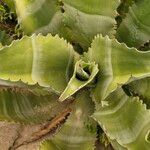 Agave marmorata Leaf