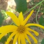 Helianthus tuberosusFlor