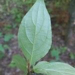 Cornus racemosa برگ