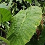 Alocasia odora Liść