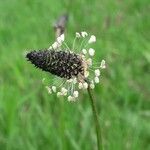 Plantago lanceolataFlower