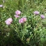 Erigeron caucasicus Flor