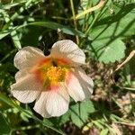 Modiola caroliniana 花