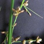 Scleria macrophylla Otro