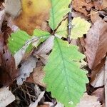 Quercus bicolor Лист