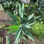 Euphorbia lathyris Leaf