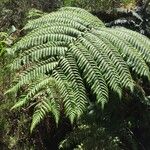 Cyathea glauca Other