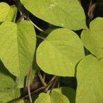 Jacquemontia tamnifolia Blatt