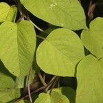 Jacquemontia tamnifolia Leaf